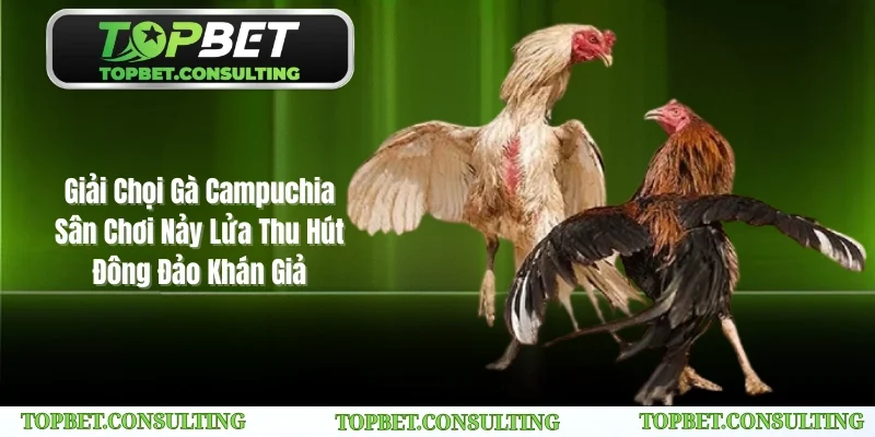 Chọi gà Campuchia