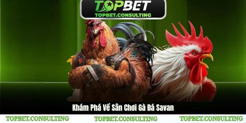 Giới thiệu tổng quan về trường gà Savan