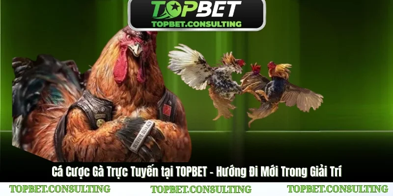 Đá Gà Trực Tiếp Trên TOPBET